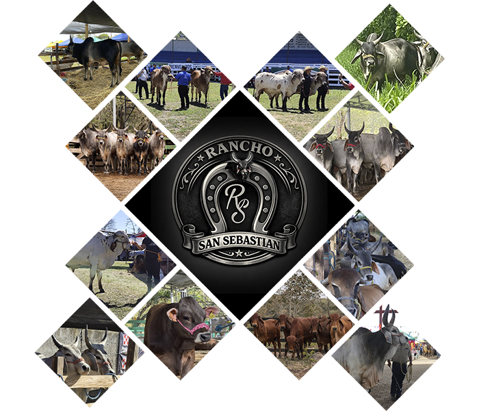 Mosaico de ganado Rancho San Sebastián