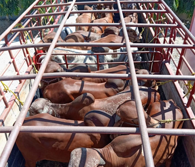 Ganado bovino transportado por Rancho San Sebastián