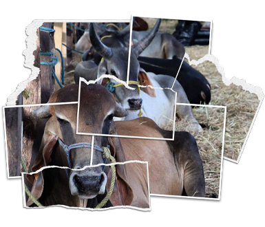 Ganado de Rancho San Sebastián en corral