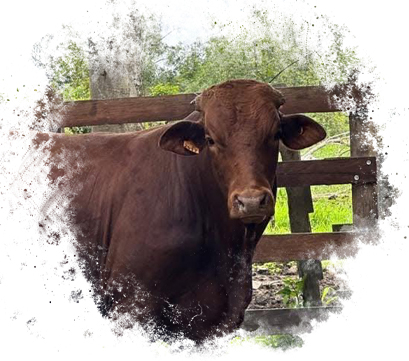 Beefmaster Rancho San Sebastián