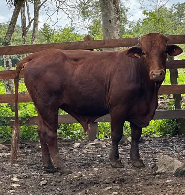 Ganado Beefmaster Rancho San Sebastián