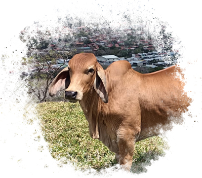 Brahman Rojo Rancho San Sebastián