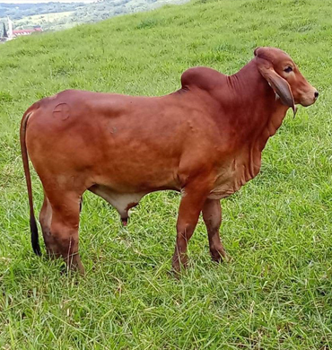 Ganado Brahman Rojo Rancho San Sebastián