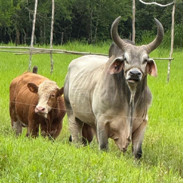 Productores y ganado de Rancho San Sebastián