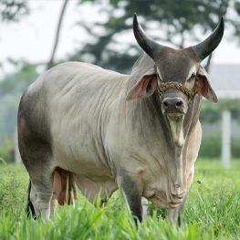 Ganado bovino seleccionado por Rancho San Sebastián