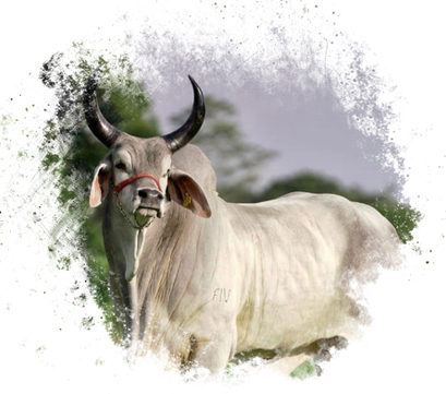 Guzerat Rancho San Sebastián
