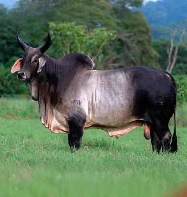 Ganado Guzerat Rancho San Sebastián