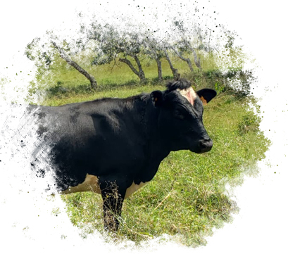 Holstein Rancho San Sebastián