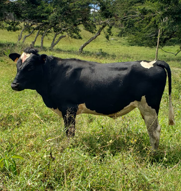 Ganado Holstein Rancho San Sebastián