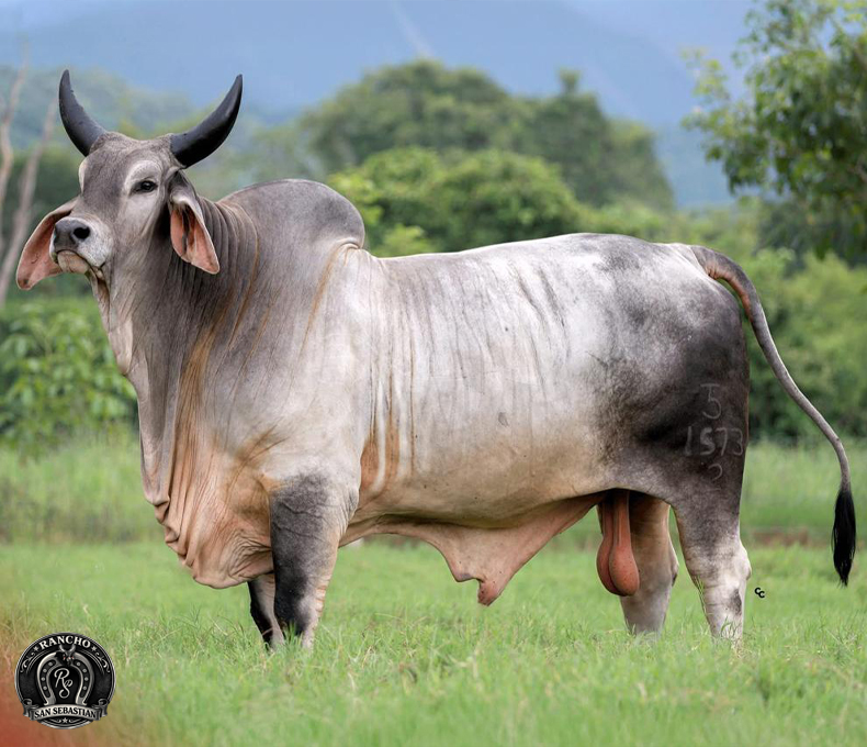 Toro Gyr de Rancho San Sebastián en Nicaragua