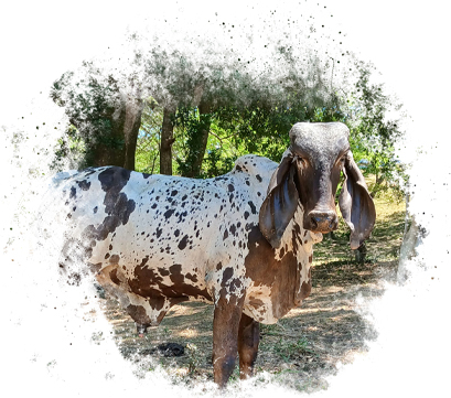Sardo Negro Rancho San Sebastián
