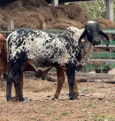 Ganado Sardo Negro Rancho San Sebastián