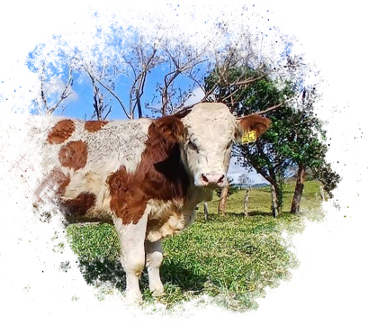 Simmental Fleckvieh Rancho San Sebastián