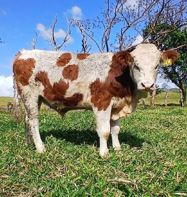 Ganado Simmental Fleckvieh Rancho San Sebastián
