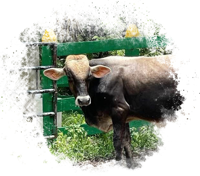 Suizo Americano Rancho San Sebastián