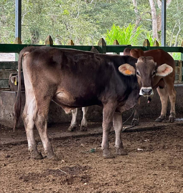 Ganado Suizo Americano Rancho San Sebastián