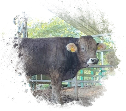 Suizo Europeo Rancho San Sebastián