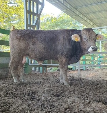 Ganado Suizo Europeo Rancho San Sebastián